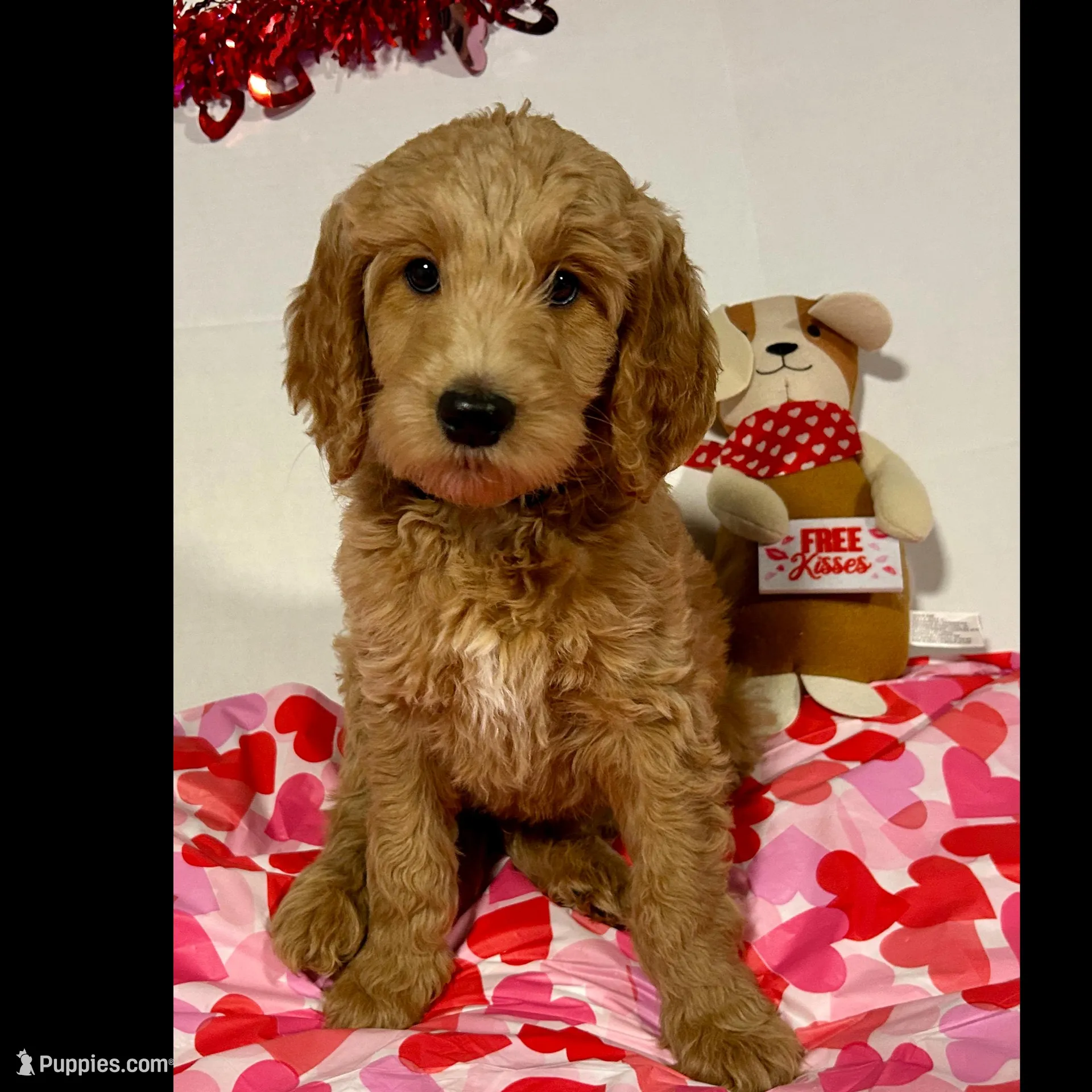 Prince Charming, a male Goldendoodle for sale in Randleman, NC – Photo 2 of 10