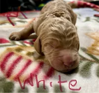 Prince Charming, a male Goldendoodle for sale in Randleman, NC – Photo 9 of 10