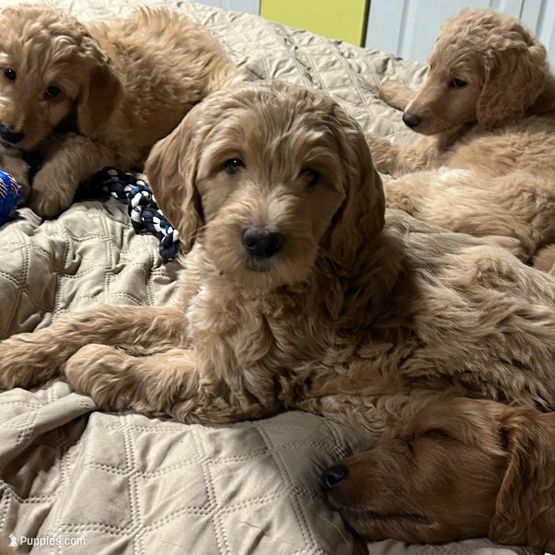 Prince Charming, a male Goldendoodle for sale in Randleman, NC – Photo 10 of 10