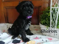 Sharon, a female Havapoo for sale in Narvon, PA – 2 of 3