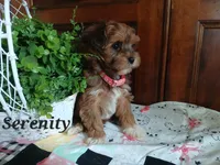Serenity , a female Havapoo for sale in Narvon, PA – 2 of 4