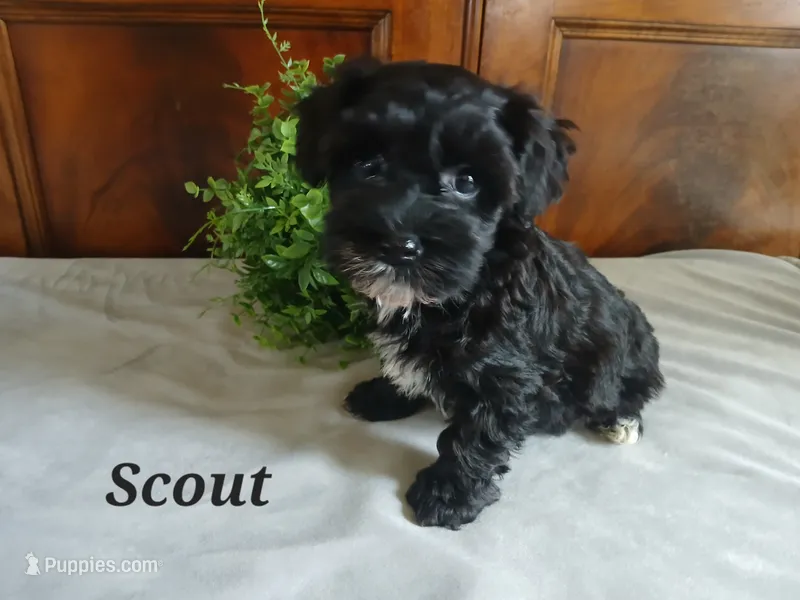 Scout – Havapoo puppy for sale in Narvon, PA