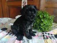 Sharon, a female Havapoo for sale in Narvon, PA – 3 of 3