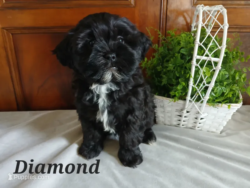 Diamond – Shihpoo puppy for sale in Narvon, PA
