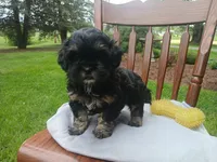 Dusty , a male Shihpoo for sale in Narvon, PA – Photo 3 of 4