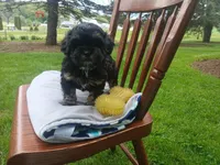 Dusty , a male Shihpoo for sale in Narvon, PA – Photo 4 of 4