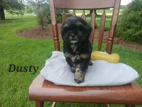 Dusty , a male Shihpoo for sale in Narvon, PA – Photo 2 of 4