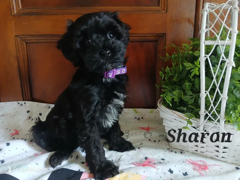Sharon – Havapoo puppy for sale in Narvon, PA