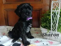 Sharon, a female Havapoo for sale in Narvon, PA – 1 of 3