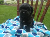 Deisel, a male Shihpoo for sale in Narvon, PA – Photo 3 of 3