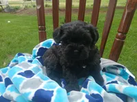 Deisel, a male Shihpoo for sale in Narvon, PA – Photo 2 of 3