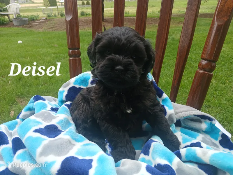 Deisel – Shihpoo puppy for sale in Narvon, PA