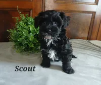 Scout, a male Havapoo for sale in Narvon, PA – 3 of 3