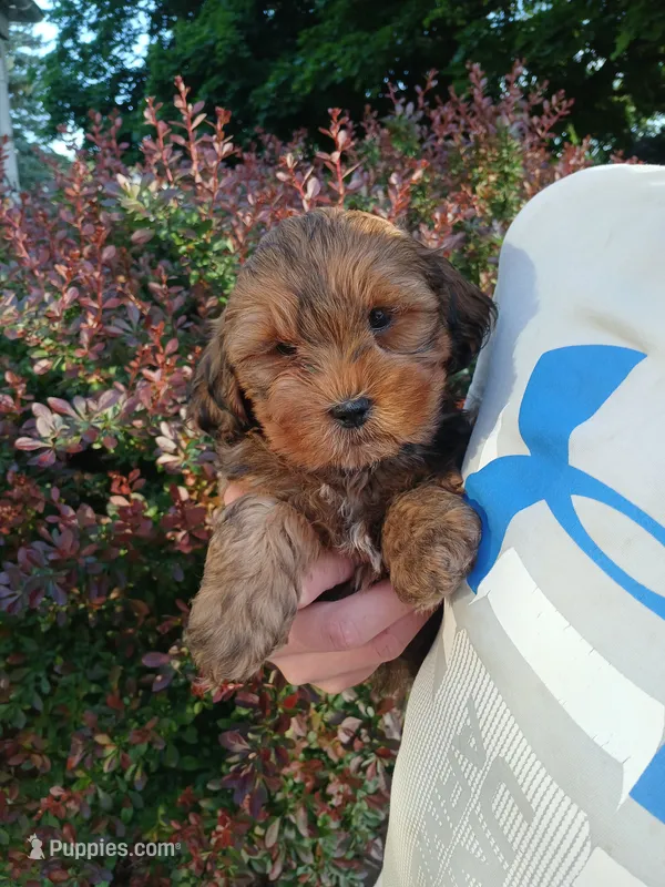 Dexter – Shihpoo puppy for sale in Narvon, PA