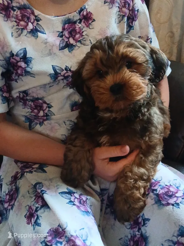 Dexter – Shihpoo puppy for sale in Narvon, PA