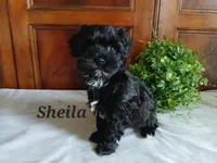 Sheila, a female Havapoo for sale in Narvon, PA – 2 of 3