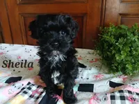 Sheila, a female Havapoo for sale in Narvon, PA – 3 of 3