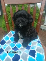 Damian , a male Shihpoo for sale in Narvon, PA – Photo 2 of 4