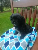 Damian , a male Shihpoo for sale in Narvon, PA – Photo 3 of 4