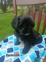 Damian , a male Shihpoo for sale in Narvon, PA – Photo 4 of 4
