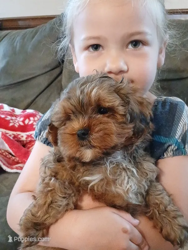 Drew – Shihpoo puppy for sale in Narvon, PA