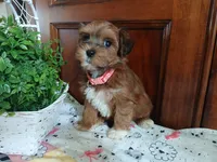 Serenity , a female Havapoo for sale in Narvon, PA – 4 of 4