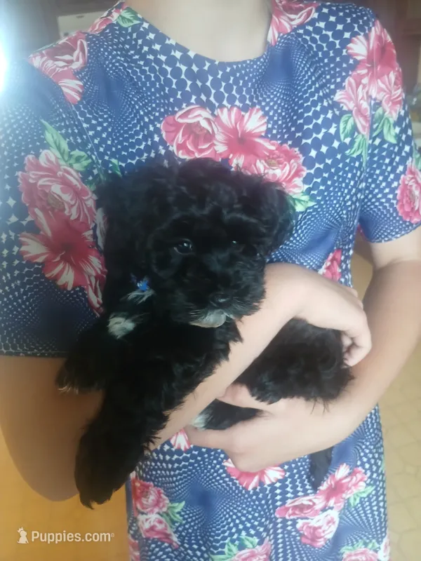 Scout – Havapoo puppy for sale in Narvon, PA