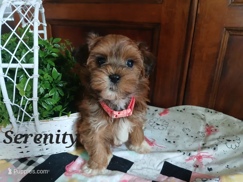 Serenity  – Havapoo puppy for sale in Narvon, PA