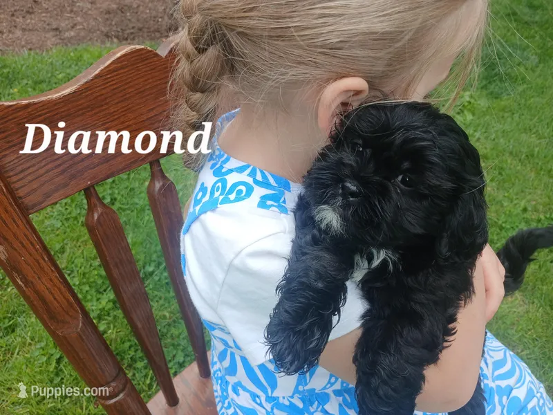 Diamond, a male Shihpoo for sale in Narvon, PA – Photo 1 of 1