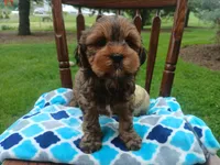 Dexter, a male Shihpoo for sale in Narvon, PA – Photo 4 of 4