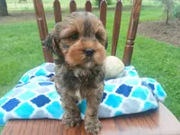 Dexter, a male Shihpoo for sale in Narvon, PA – Photo 1 of 4