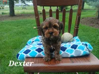 Dexter, a male Shihpoo for sale in Narvon, PA – Photo 2 of 4