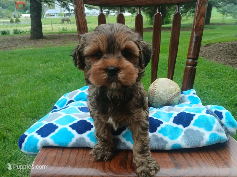 Dexter – Shihpoo puppy for sale in Narvon, PA