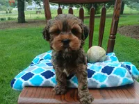 Dexter, a male Shihpoo for sale in Narvon, PA – Photo 3 of 4