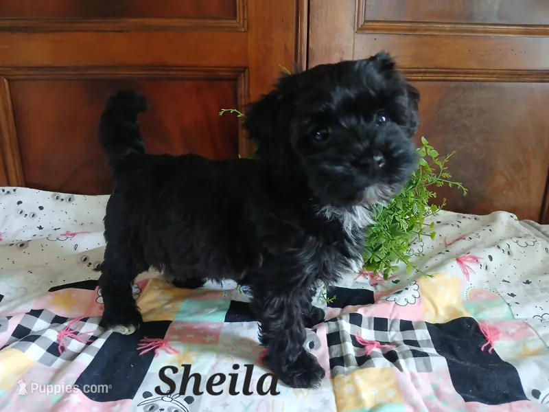 Sheila – Havapoo puppy for sale in Narvon, PA