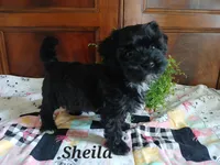 Sheila, a female Havapoo for sale in Narvon, PA – 1 of 3