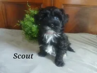 Scout, a male Havapoo for sale in Narvon, PA – 2 of 3