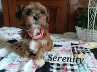 Serenity , a female Havapoo for sale in Narvon, PA – 3 of 4