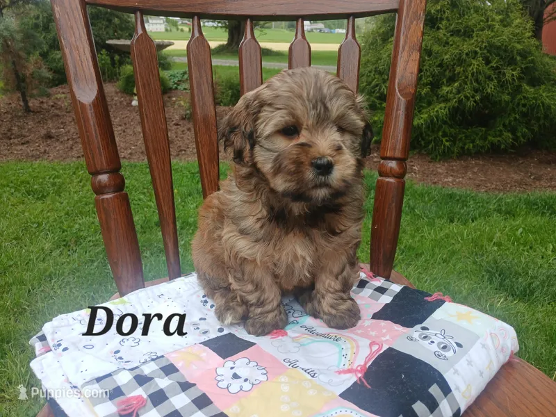 Dora – Shihpoo puppy for sale in Narvon, PA