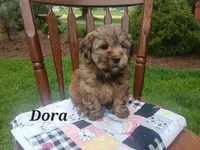 Dora, a female Shihpoo for sale in Narvon, PA – Photo 5 of 5