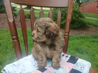 Dora, a female Shihpoo for sale in Narvon, PA – Photo 4 of 5