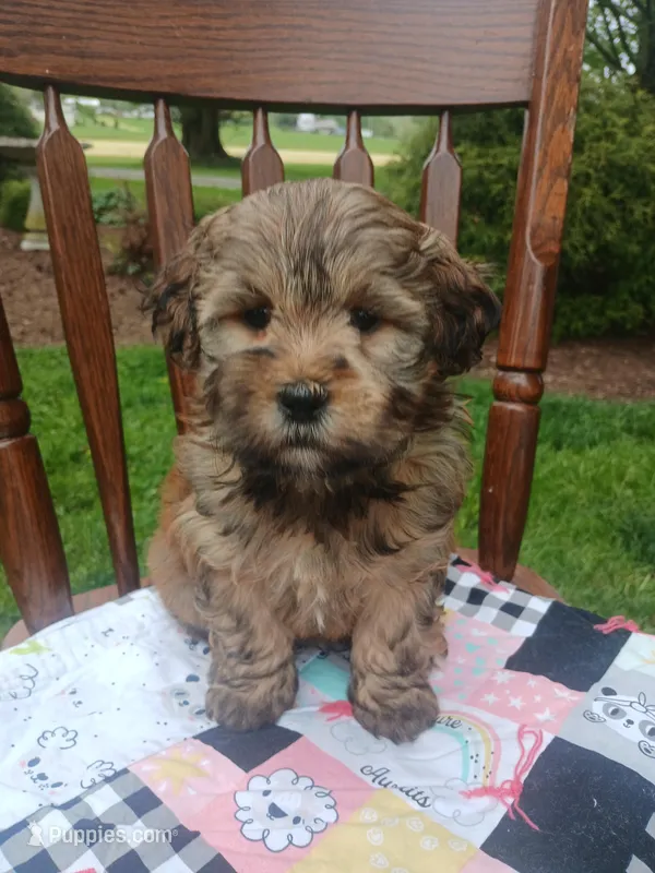 Dora – Shihpoo puppy for sale in Narvon, PA