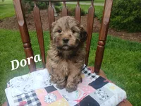 Dora, a female Shihpoo for sale in Narvon, PA – Photo 2 of 5