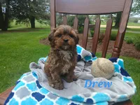 Drew, a male Shihpoo for sale in Narvon, PA – Photo 2 of 4