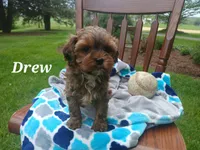 Drew, a male Shihpoo for sale in Narvon, PA – Photo 1 of 4