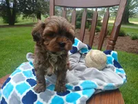 Drew, a male Shihpoo for sale in Narvon, PA – Photo 3 of 4