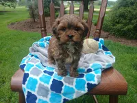 Drew, a male Shihpoo for sale in Narvon, PA – Photo 4 of 4