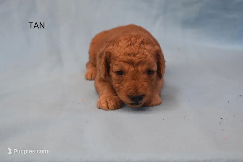 Hal – Miniature Goldendoodle puppy for sale in Liberty, NC
