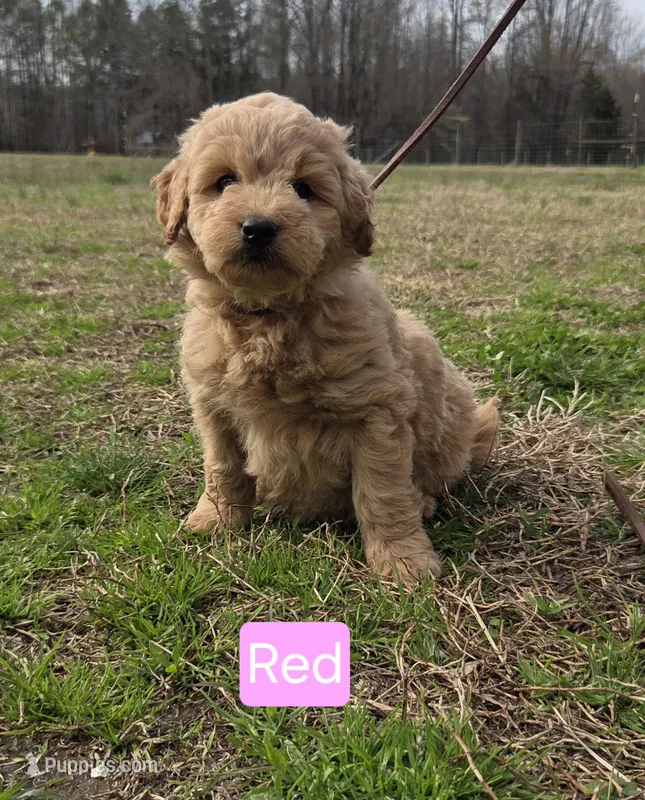 Rita – Goldendoodle puppy for sale in Liberty, NC