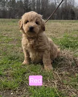 Rita, a female Goldendoodle for sale in Liberty, NC – 1 of 1